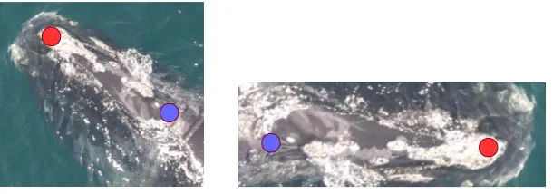 Figure 2.3: Comparison between two head crops. The one on the left is taken from an imagewhere the angle of the body of the whale with the x axis is 135 degrees