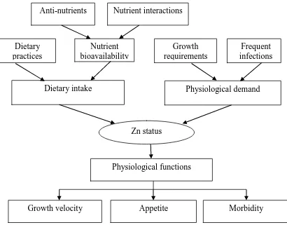 Figure 0.1 Dietary and physiological factors affecting Zn status and functional outcomes 
