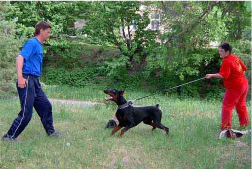 Figure 1.  Example of how a dog can act aggressively on a leash. 