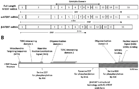 Figure 1.1: mRNA and protein structure of the major hTERT isoforms. A) Transcript structures of FL-hTERT, α-hTERT, and β-hTERT post-splicing