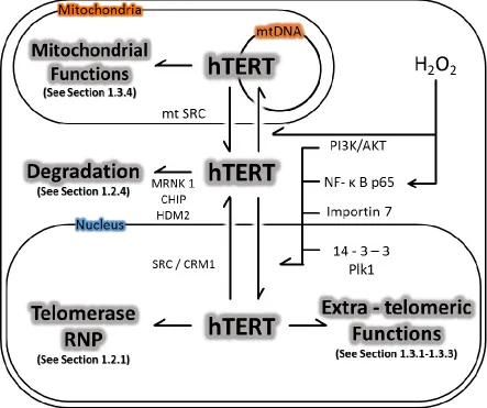 Figure 1.2: Post-translational modification and function of hTERT.  Summary of 