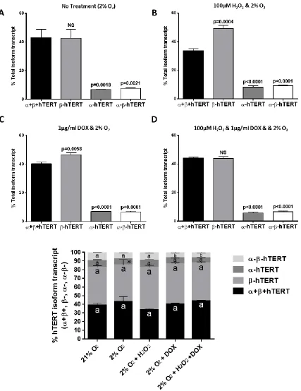 Fig. 3.2: Endogenous β-hTERT transcript is ubiquitously present at high levels in human embryonic cells grown under low oxygen tension conditions, with and without H2O2 and/or doxycycline (DOX) treatments