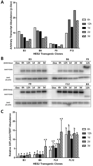 Fig. 3.3: RT-qPCR and Western blot analysis of doxycycline-induced expression of 3xFLAG-hTERT isoforms in HES2 clones over 3-day time course