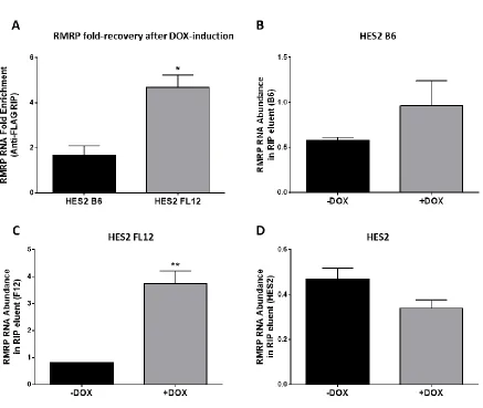 Fig. 3.7:  Enrichment of RNA component of mitochondrial RNA processing endoribonuclease (RMRP by doxycycline-induced transgenic telomerase proteins (3xFLAG-β-hTERT and 3xFLAG-FL-hTERT)