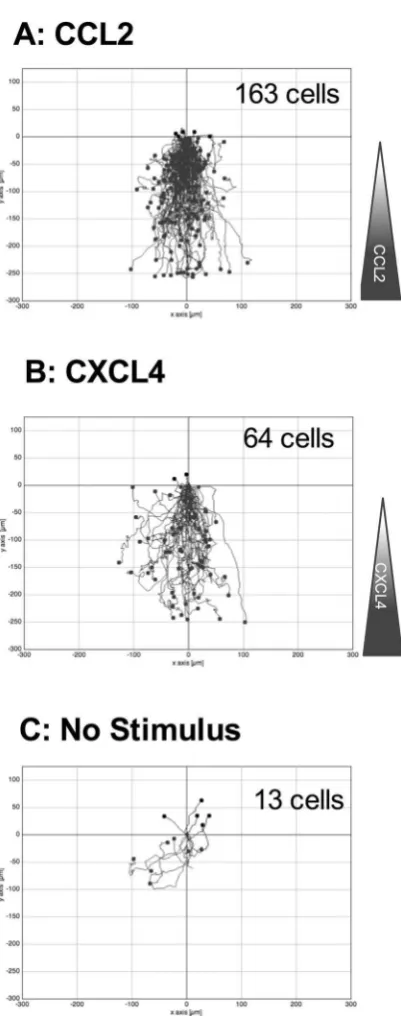 Figure 3. CXCL4 drives the chemotaxis of THP-1 cells as visualized via TAXIScan - Panels A-C show chemotaxis of THP-1 cells along a gradient of CCL2 (A), CXCL4 (B) as illustrated or in the absence of stimulation (C) as assessed for 2 hr at 37 °C