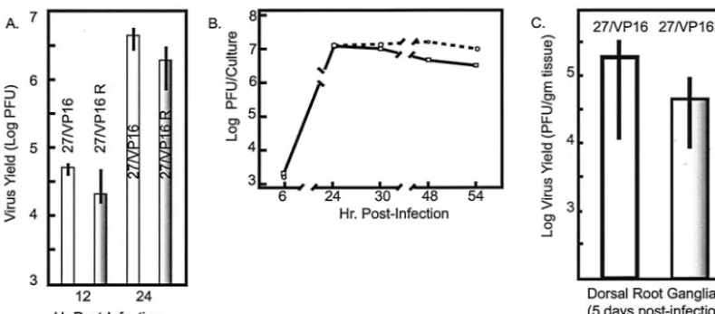 FIG. 2. Replication of the ICP27/VP16 kinetic mutant in vitro and in vivo. (A) Cultures of conﬂuent MEFs were infected with 1,000 PFU ofvirus as described in the text, and the titer of the virus yield was determined 12 and 24 h p.i