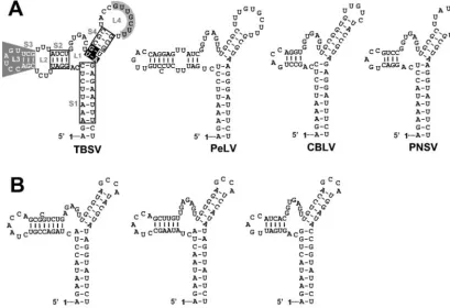FIG. 9. RNA secondary structure comparison of the TBSV TSD with those from recently sequenced tombusviruses (A) and aureusviruses (B).In panel A, the nucleotides in open boxes indicate positions where compensatory mutational analyses from this and previous (32) studies have