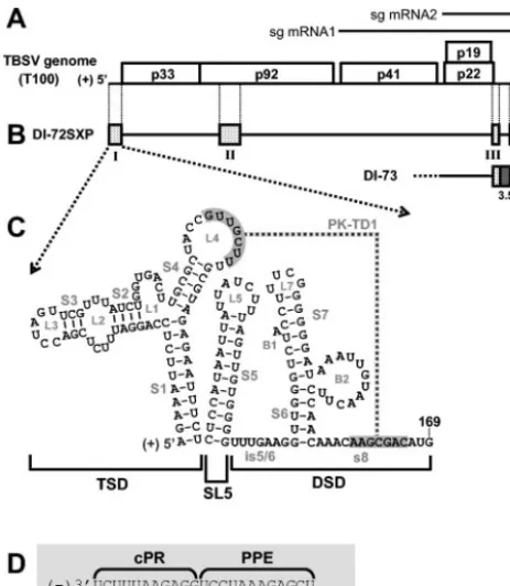 FIG. 1. TBSV genome and relevant viral RNAs. (A) TBSV RNAgenome. The genome is represented by a thick black line with coding