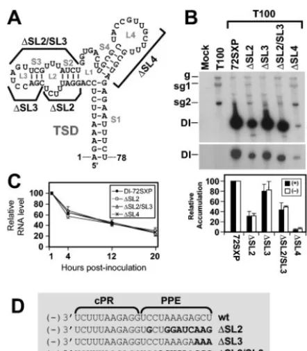 FIG. 2. Analysis of DI RNA mutants containing deletions of vari-ous TSD subelements. (A) Depiction of TSD sequences deleted in the