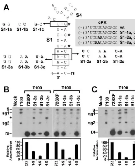 FIG. 3. Analysis of DI RNA mutants containing compensatory mu-tations in S1. (A) Depiction of S1 mutants where boxes show the res-