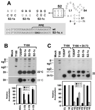 FIG. 4. Analysis of DI RNA mutants containing compensatory mutations in S2. (A) Depiction of S2 mutants where the box shows the residuesmodiﬁed and substitutions are shown in bold