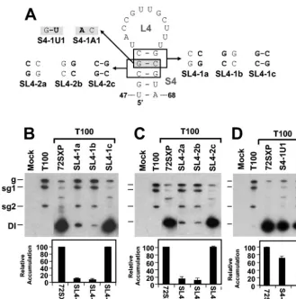 FIG. 5. Analysis of DI RNA mutants containing compensatory mutations and strand-speciﬁc disruptions in the upper portion of S4