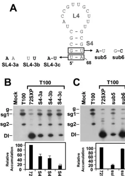 FIG. 6. Analysis of DI RNA mutants containing compensatory mu-tations in the lower portion of S4