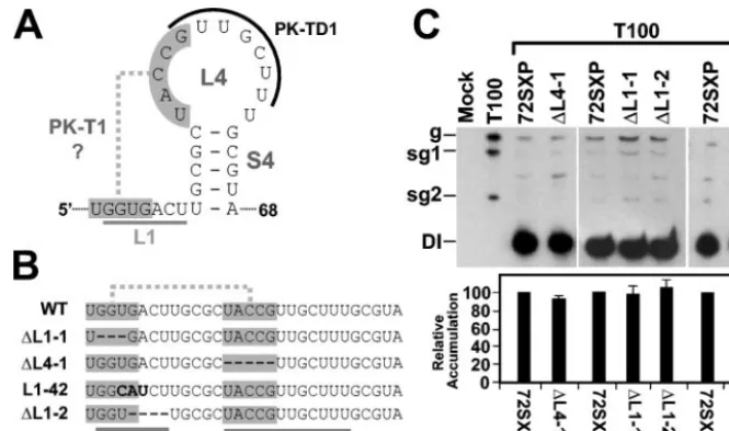 FIG. 8. Analysis of DI RNA mutants containing mutations in sequences corresponding to L1 and L4 of the TSD