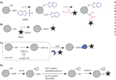 Fig.9.MSBT labelling method for pro DetectionofS-sulfhydration,glu-tathionylation and disulﬁde modiﬁcation