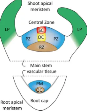 Fig. 1. Diagrammatic representation of the structures of the shoot and rootapical meristems