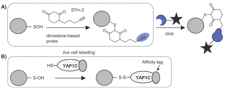 Fig. 7. Direct labelling of S-sulfenylation. A) Dimedone-based probe chemical labelling