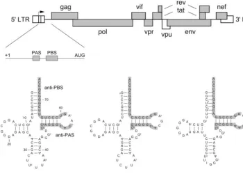FIG. 1. HIV-1 genome and the PAS and PBS motifs that specify tRNA primer usage. The HIV-1 DNA genome is shown at the top