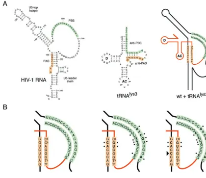 FIG. 7. Model for reverse transcription initiation on wt, PAS/PBS-lys1,2 mutant, and R1 revertant templates