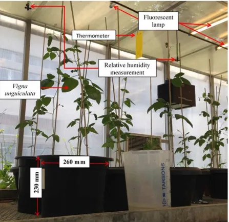 Fig. 1 Overview of experimental setup placed in greenhouse.