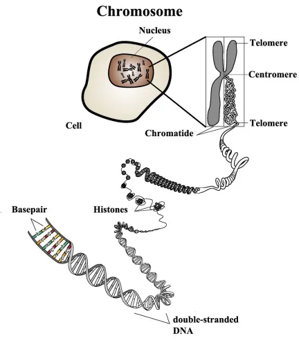 Figure 2.1: DNA, genes, and chromosomes [153].