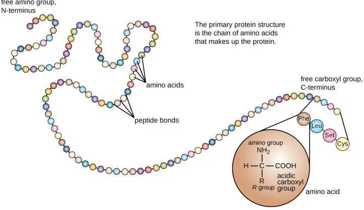 Figure 2.14: The primary structure of a protein is the sequence of amino acids [150].