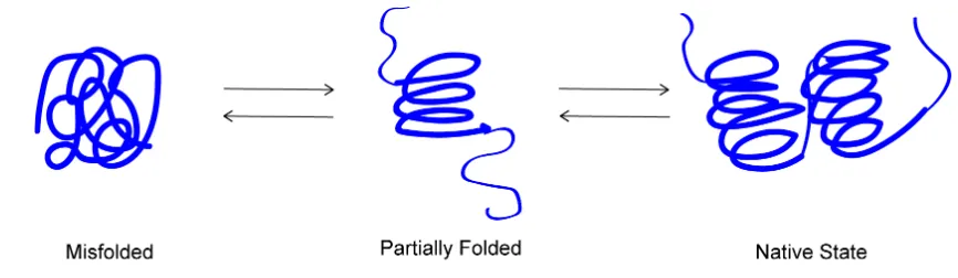 Figure 1: Equilibrium between the native state of a protein and other non-native species