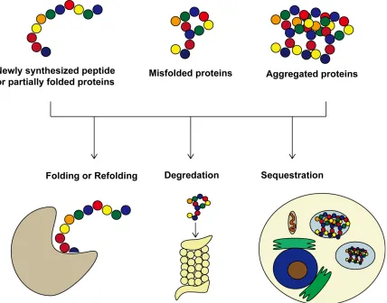Figure 2: The role of molecular chaperones in maintaining proteostasis.  Molecular 