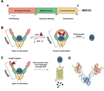 Figure 3: Structure of Hsp90 and its interaction with client proteins.  A Structural 