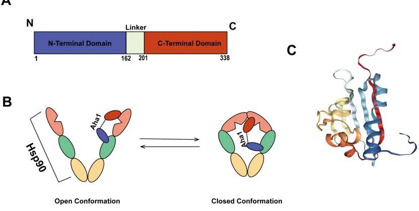 Figure 4: Structure of Aha1 and its interaction with Hsp90. A Structural schematic of 