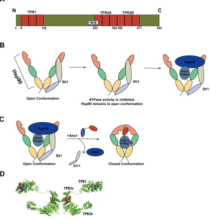 Figure 6: Structure of Sti1 and its interaction with Hsp90. A Structural schematic of 