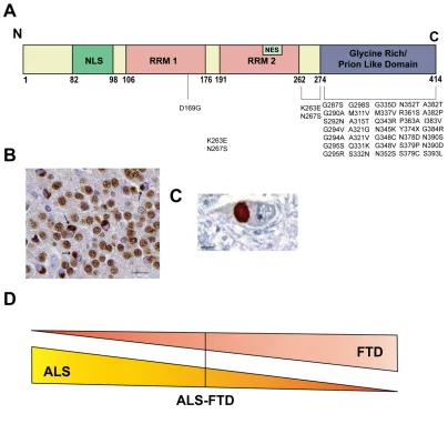 Figure 8: TDP-43 and ALS. A Schematic representation of the domain structure of 