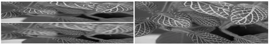 Figure 8 a and b: Partially defocused images. Top: Foreground focus. Bottom: Background focus