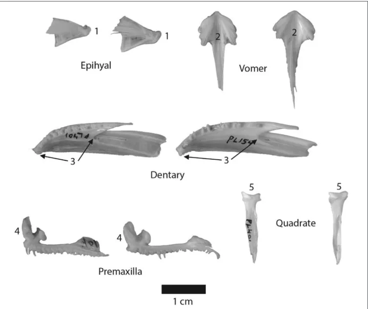 Figure 3. Pairs of the five elements from a comparative saffron cod (left of each pair) and Pacific cod (right), each  showing an example distinguishing characteristic