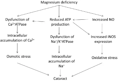 Figure 1. Magnesium deficiency contributes to the pathogenesis of cataract development
