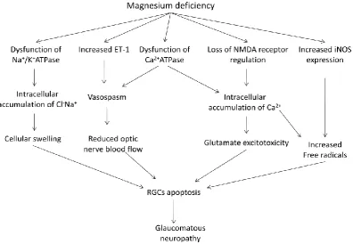 Figure 2. Magnesium deficiency contributes to the pathogenesis of glaucomatous neuropathy