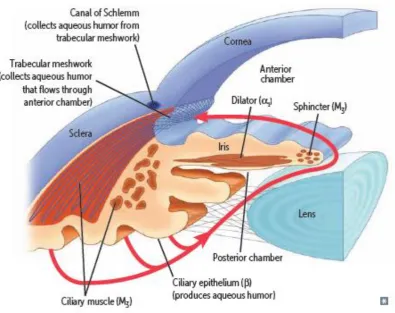 Figure 1.1.2 The trabecular meshwork outflow pathways.  