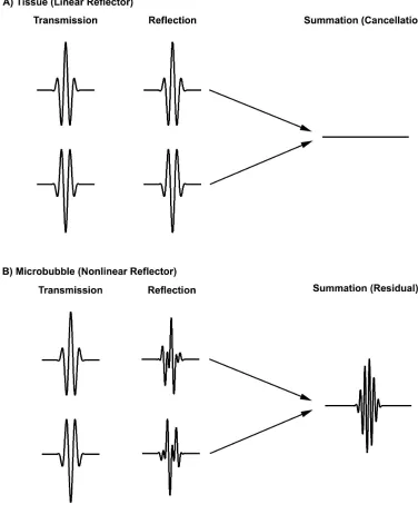 Figure 1.10: Diagrammatic example of wave form responses to pulse inversion processing.