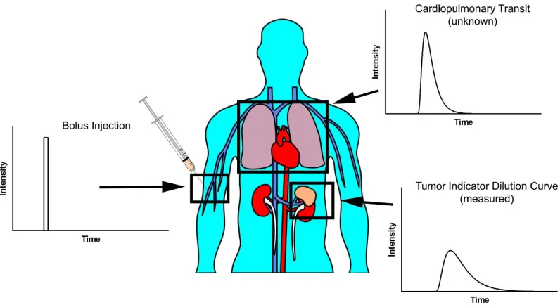 Figure 1.12: Diagrammatic example of bolus injection. The initial delta function becomesspread out by transit through the circulatory system prior to entering the imaging plane.