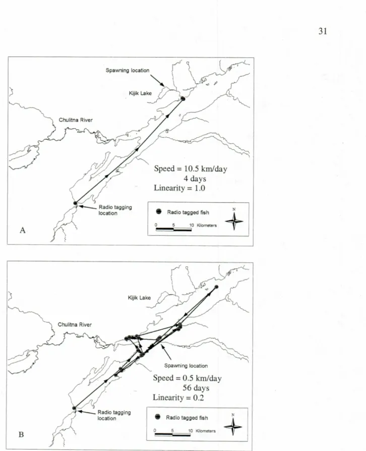 Figure  1.5.  Example of radio tagged sockeye  salmon  that migrated directly (A)  and  indirectly (B) to spawning  locations