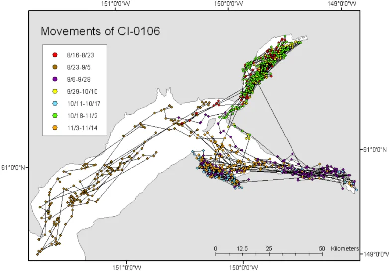FIG. 2. Movements in upper Cook Inlet for beluga CI-0106 between August and November 2001