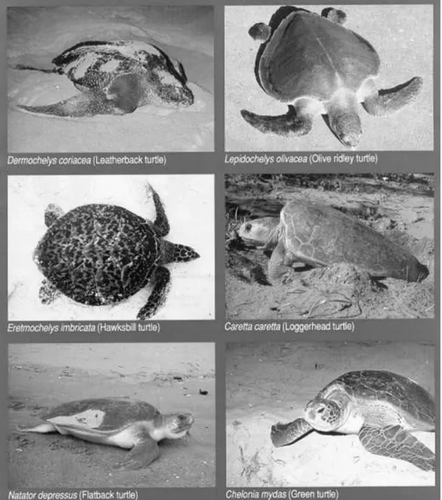 Figure 1. Marine turtles of Malaysia. Adapted from a poster by the Queensland Department of Environmental Heritage.