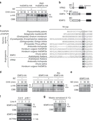 Fig. 5 Angiosperm-specitEMF2-HA in Col-0 during a vernalization timecourse. Source data are provided as a Source DatatEMF2.(Ala2) tEMF2-HA, ±BZ.the MC dipeptide