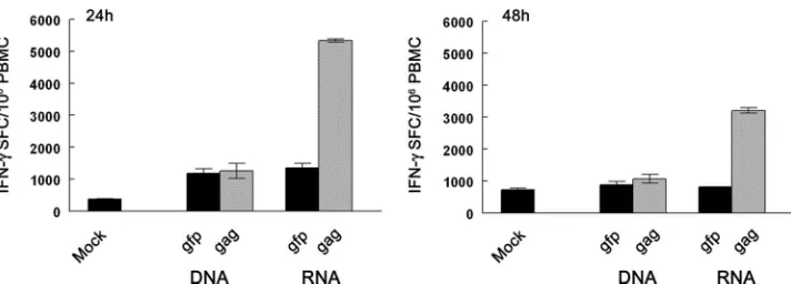 FIG. 5. Monkey DC nucleofected with non-codon-optimized mRNA but not with DNA encoding SIV gagT-cell responses