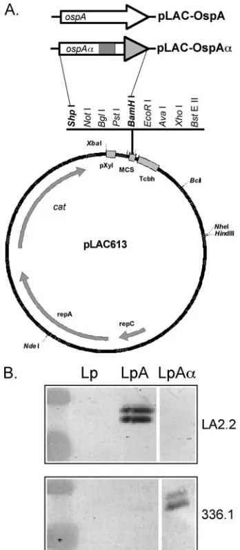 FIG. 1. Graphical representation and characterization of the vac-cine constructs, showing cloning design of the vaccine candidates (A).