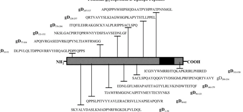 FIG. 1. Illustration of HSV-1 gD showing the relative positions of T-cell epitope peptides used in this study