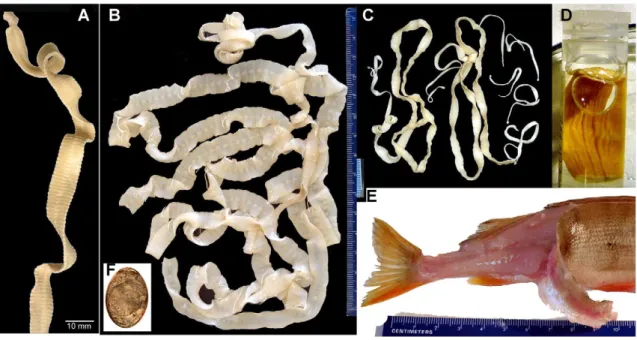 Fig. 1. A. Diphyllobothrium dendriticum from humans (modiﬁed from Kuchta et al., 2013)