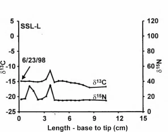 Figure  2.6.  Stable  isotope  plot  o f a vibrissae from  a captive adult  Steller  sea lion,  SSL-  L
