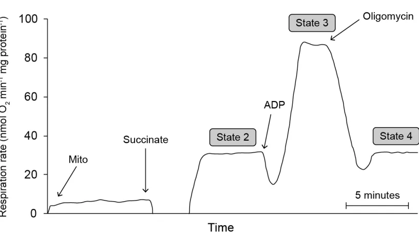 Figure 1-3. An example measurement of mitochondrial respiration in mitochondria isolated from the liver of a 13-lined ground squirrel