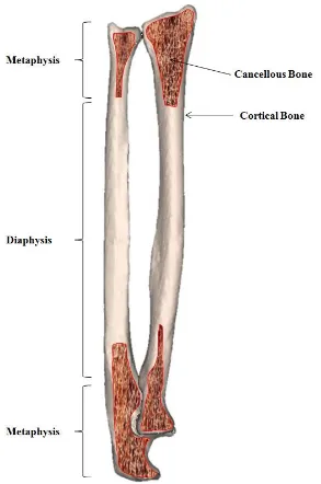 Figure 1.1: Anatomy of Long Bone. Long bones are comprised of two metaphyses at the distal and proximal ends and one central diaphysis